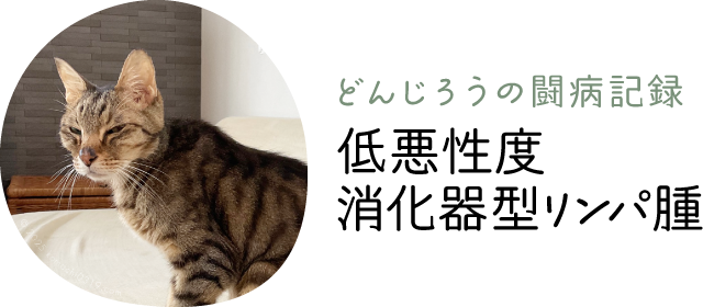 どんじろうの闘病記録「低悪性度消化器型リンパ腫」