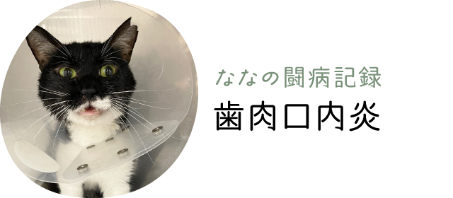 ななの闘病記録「歯肉口内炎」