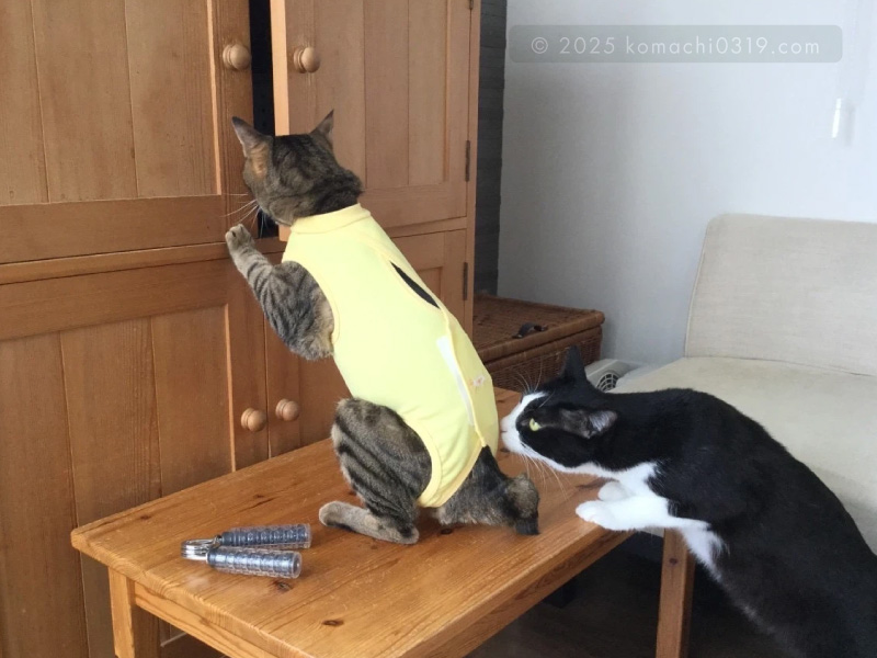 退院後の写真・戸棚の扉を開けるどんじろう