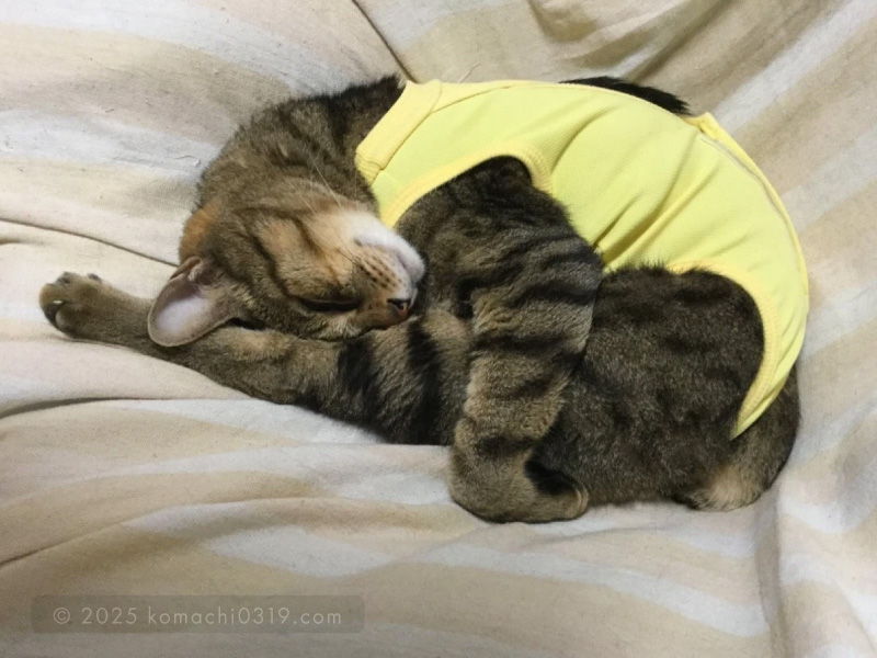 退院後の写真・眠るどんじろう