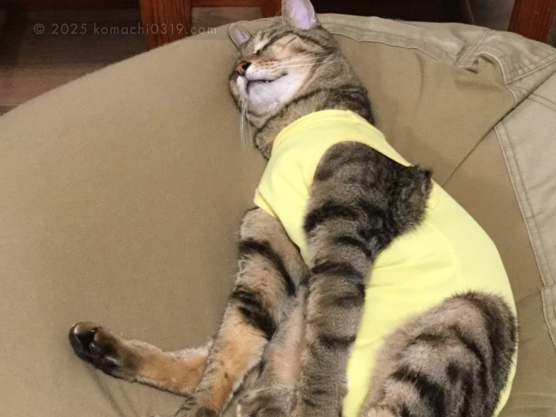 退院後の写真・眠るどんじろう