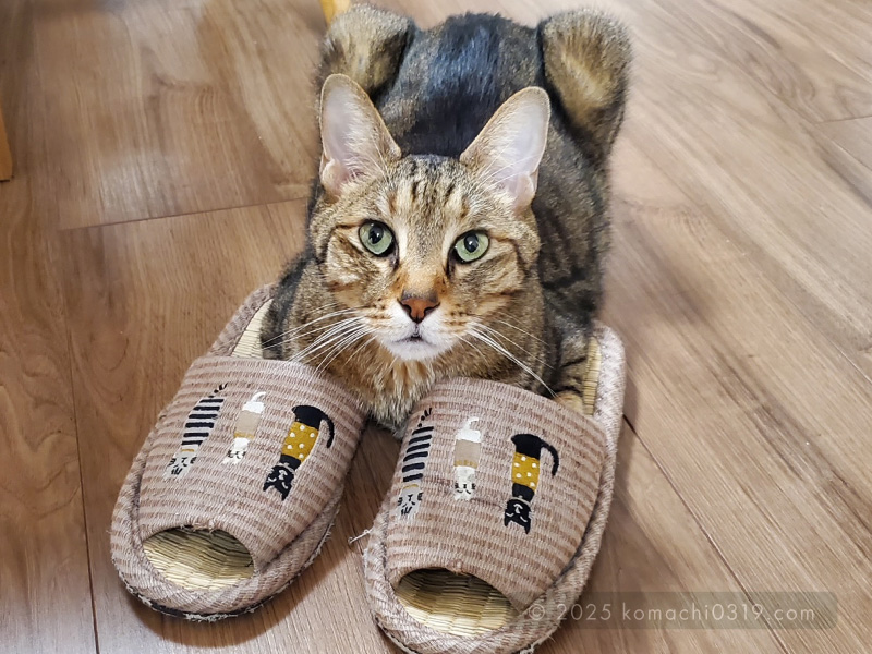 当時の写真・スリッパを履くどんじろう