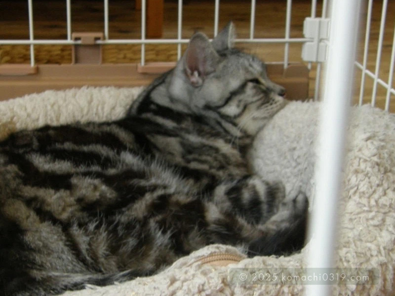 当時の写真・ケージの中のベッドで眠る小鉄