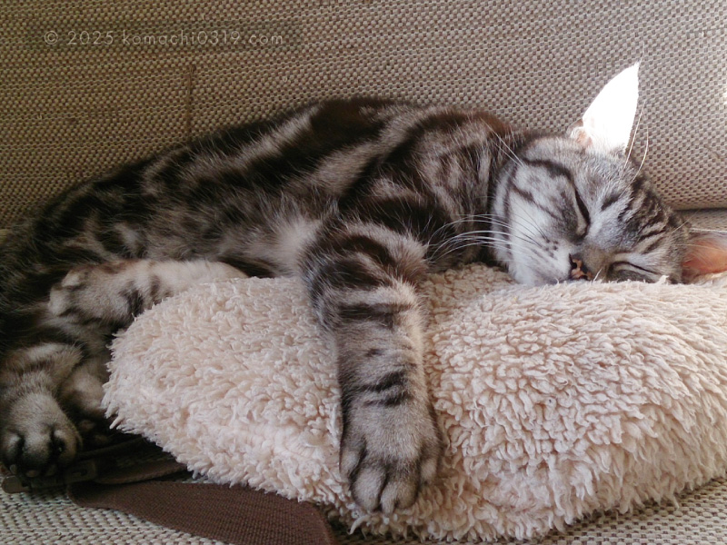 当時の写真・ベッドで眠る小鉄