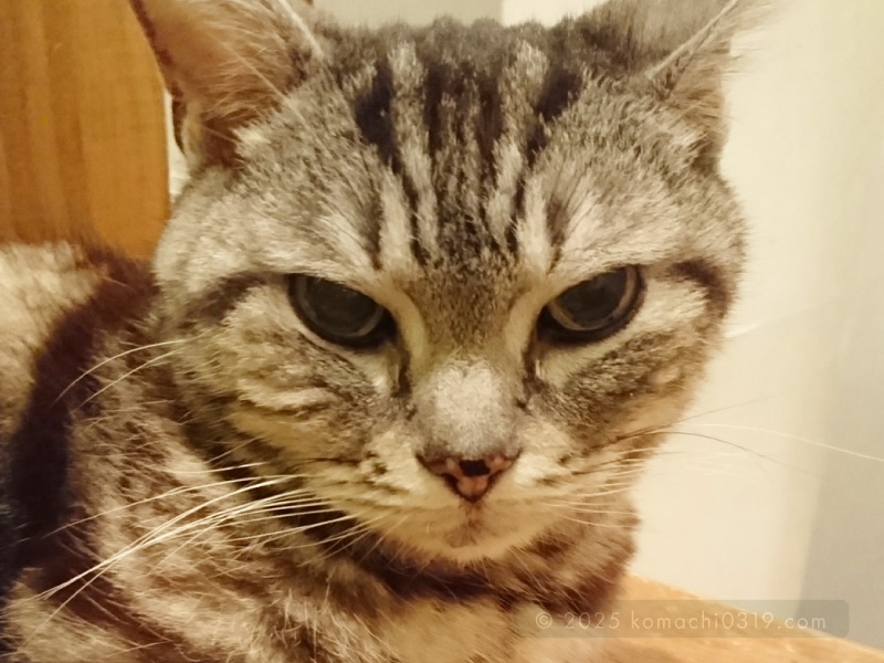 当時の写真・ちょっとオコな小鉄