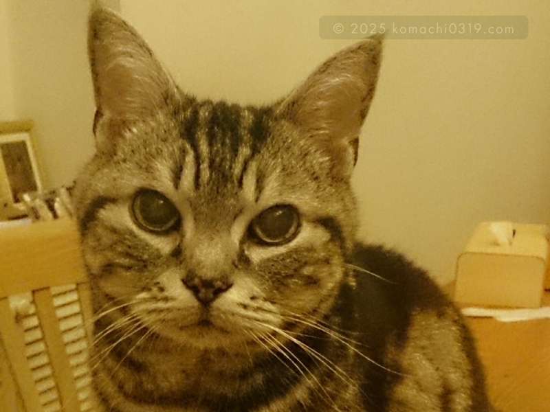 当時の写真・こっちを見る小鉄