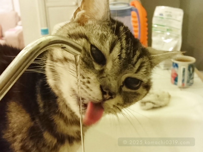 当時の写真・水を飲む小鉄