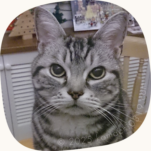 小鉄の写真