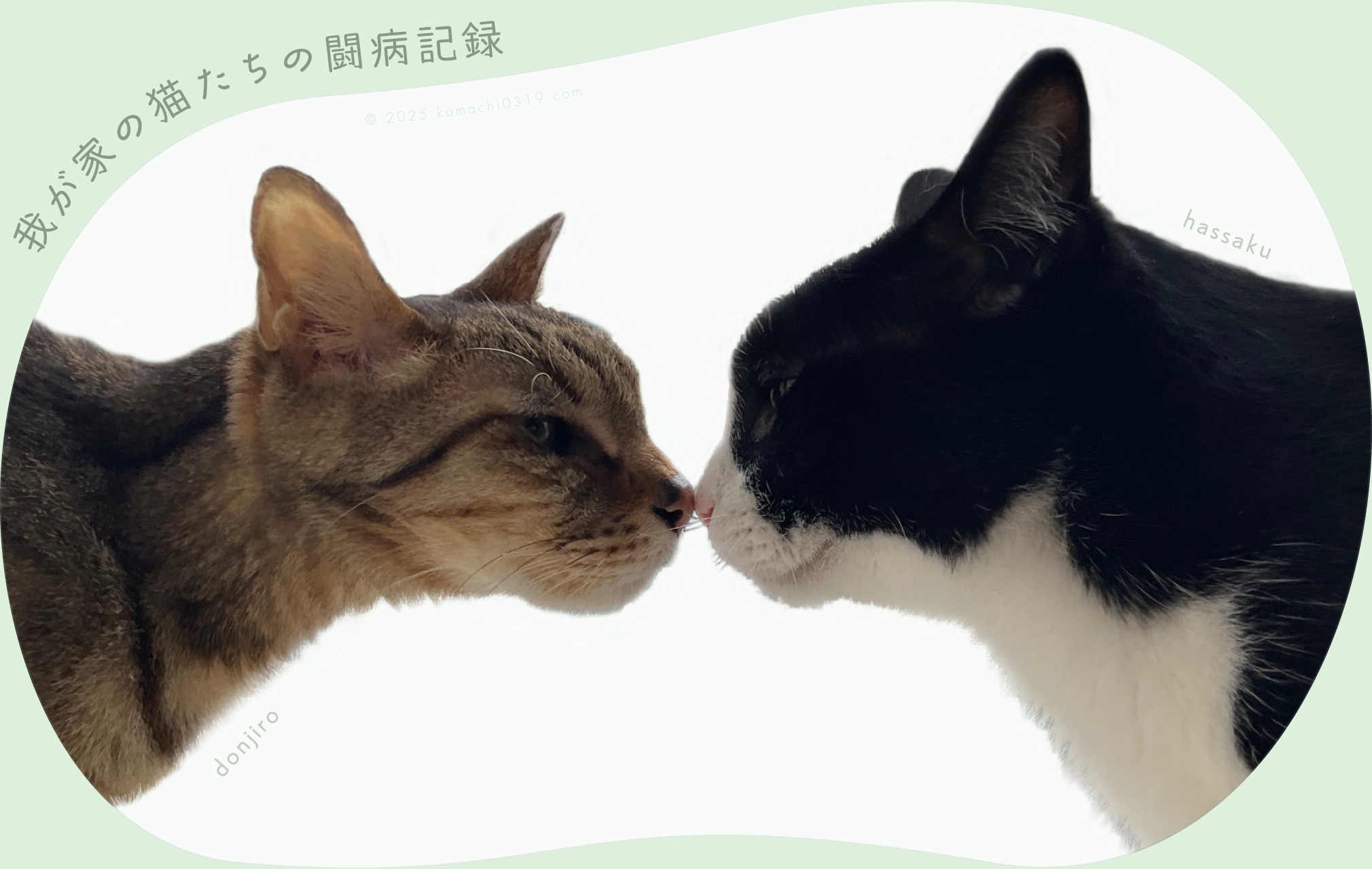 写真・我が家の猫（どんじろうとはっさく）
